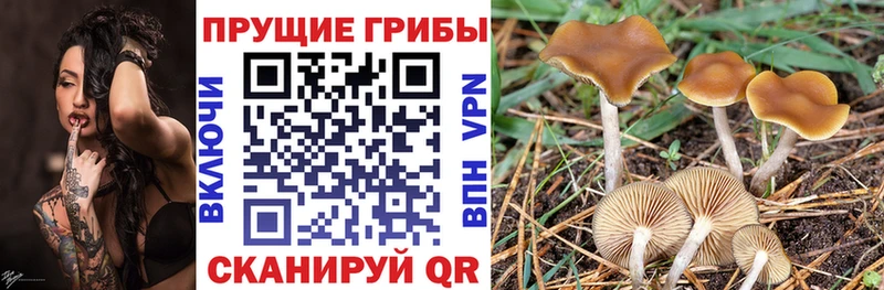 купить закладку  Белокуриха  Псилоцибиновые грибы прущие грибы 